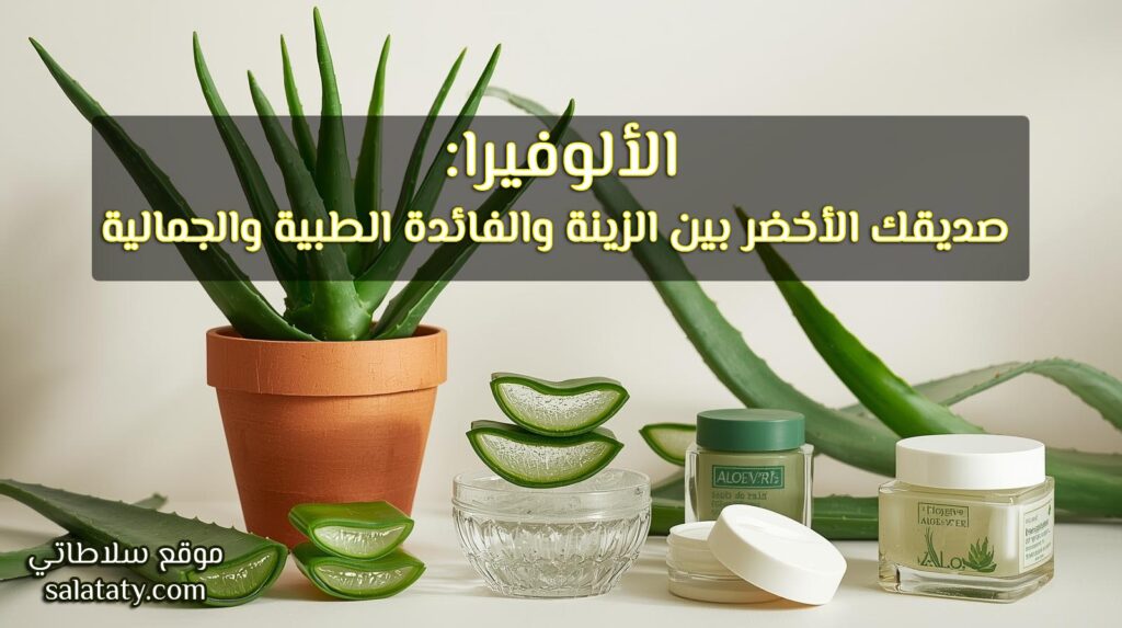 نبتة صبار الألوفيرا الخضراء بأوراق سميكة موضوعة في أصيص منزلي، وبجوارها أوراق مقطوعة يظهر منها جل الألوفيرا الطبيعي الشفاف في وعاء زجاجي، ومعه عبوات كريمات ومستحضرات تجميلية مصنوعة من الألوفيرا، في مشهد صحي وجمالي أنيق