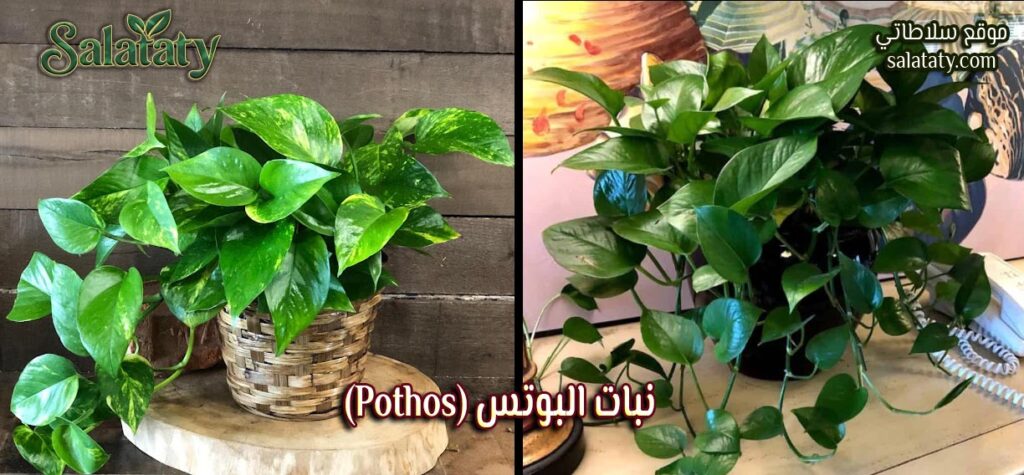 نبات البوتس (Pothos)
