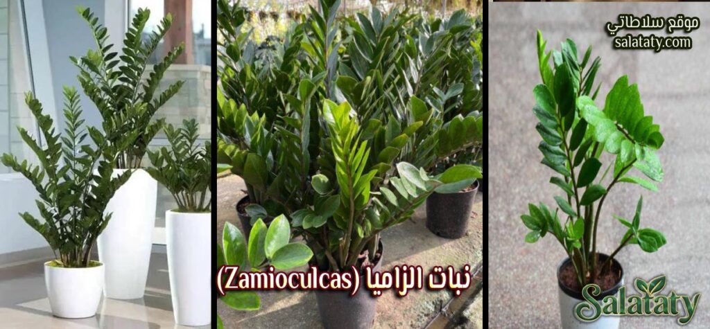 نبات الزاميا (Zamioculcas)