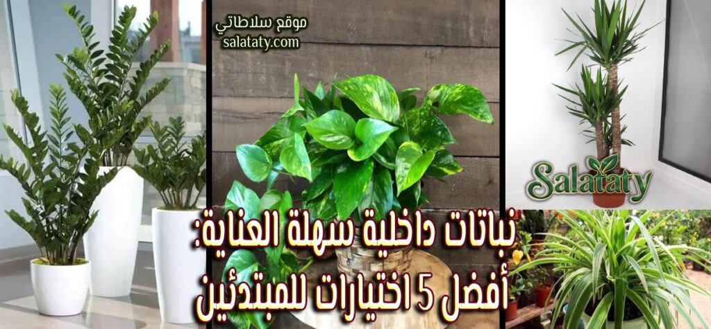 نباتات داخلية سهلة العناية: أفضل 5 اختيارات للمبتدئين